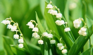 Muguet 1er mai