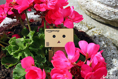 Danbo mini flower