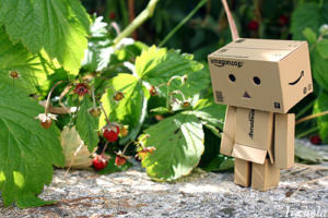 Danbo mini strawberry