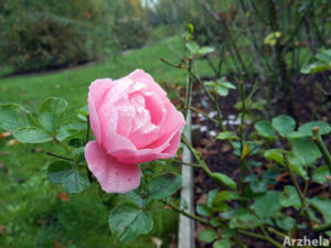 Rose d'automne