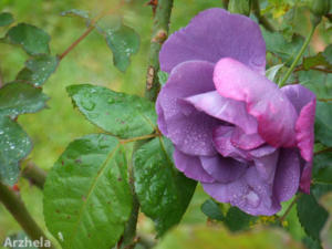 Rose d'automne