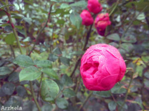 Rose d'automne