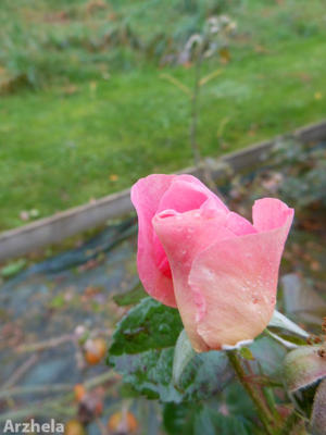 Rose d'automne