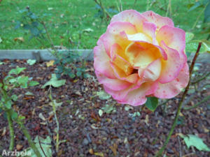 Rose d'automne