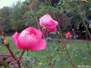 Rose d'automne