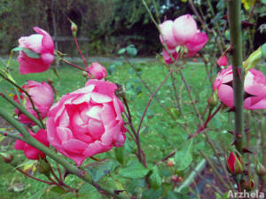 Rose d'automne