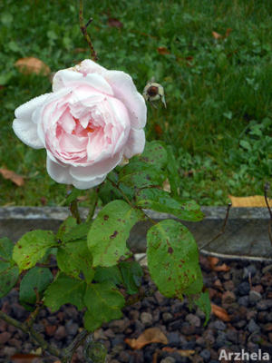 Rose d'automne