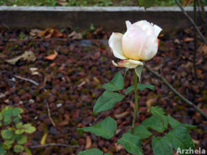 Rose d'automne