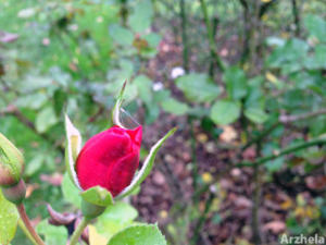 Rose d'automne