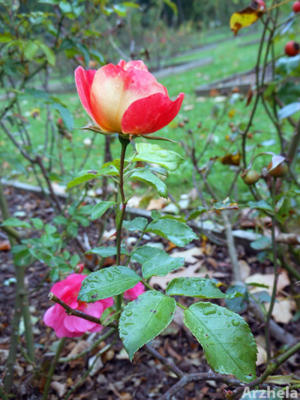 Rose d'automne