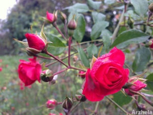 Rose d'automne