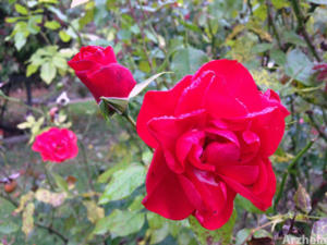 Rose d'automne