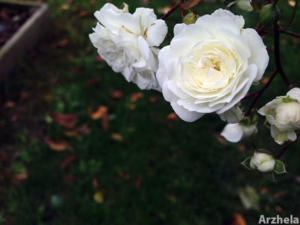 Rose d'automne