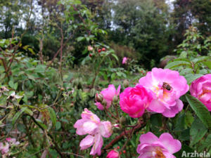 Rose d'automne