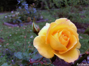 Rose d'automne