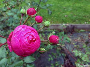 Rose d'automne