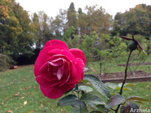Rose d'automne