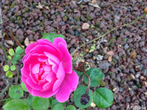 Rose d'automne