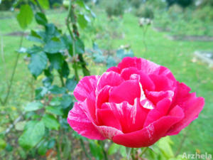 Rose d'automne