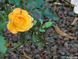 Rose d'automne